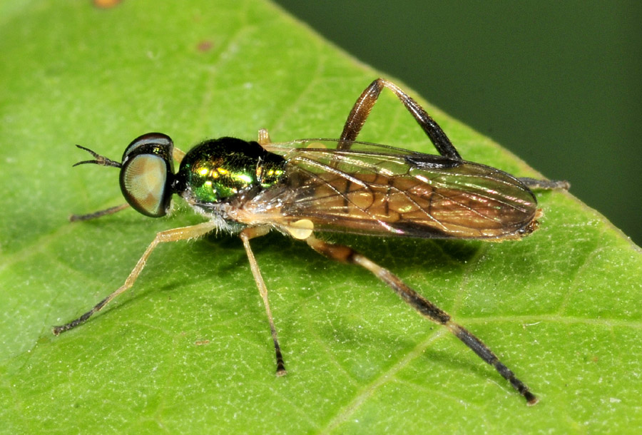 Stratiomydae: Chorisops nagatomii